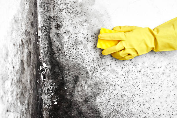 Best Localized Mold Remediation (e.g., coastal areas, humid climates) in Rockwell, AR