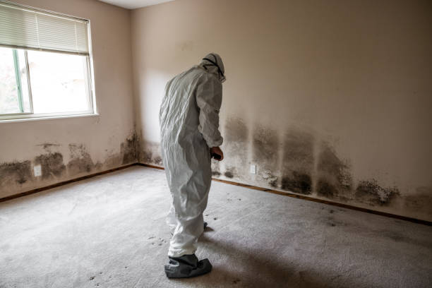 Trusted Rockwell, AR Mold Remediation Experts