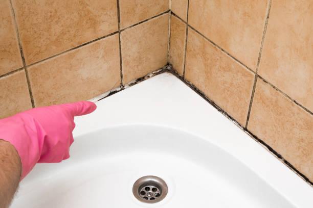 Best Commercial Mold Remediation in Rockwell, AR